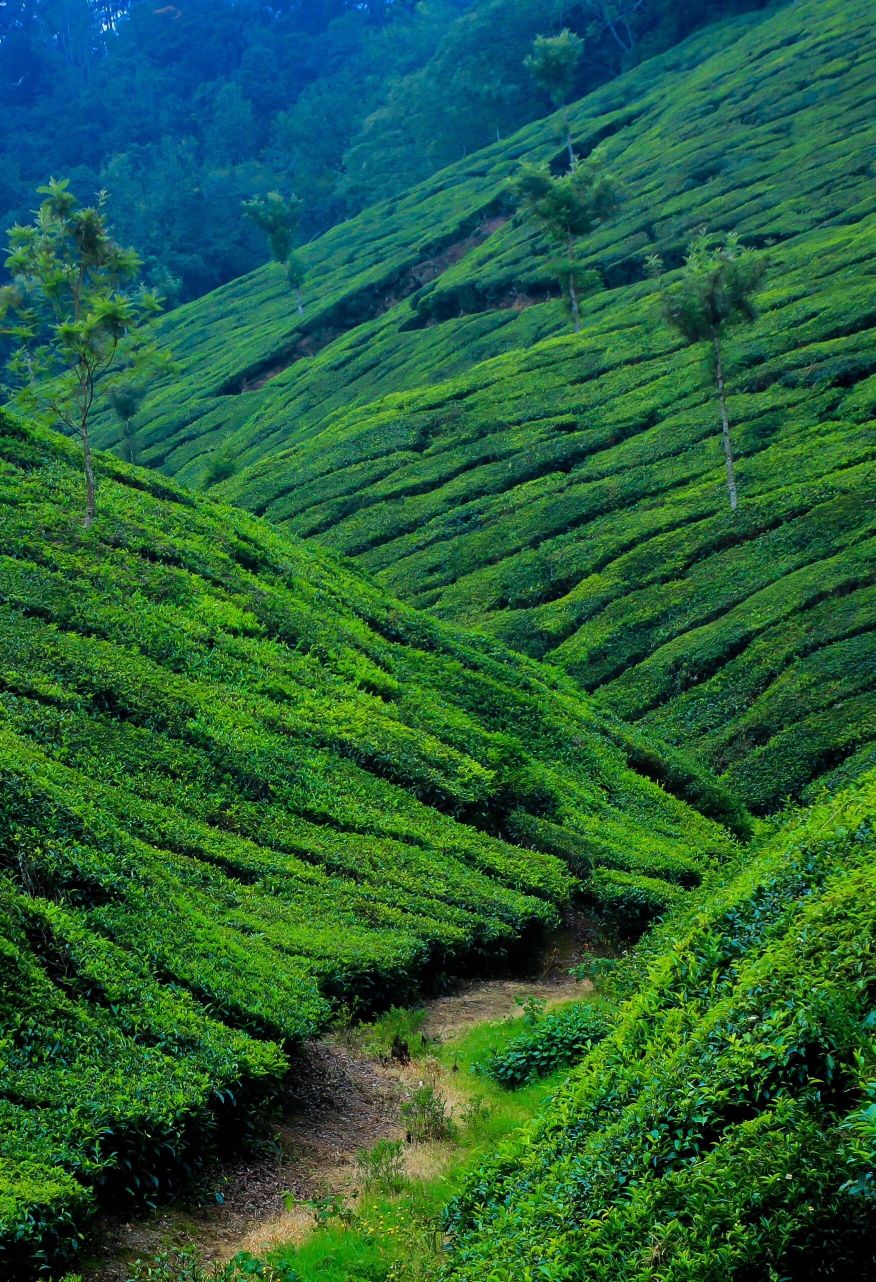 Vibrant tea plantations covering rolling hills in Munnar, India, showcasing breathtaking rural landscapes.