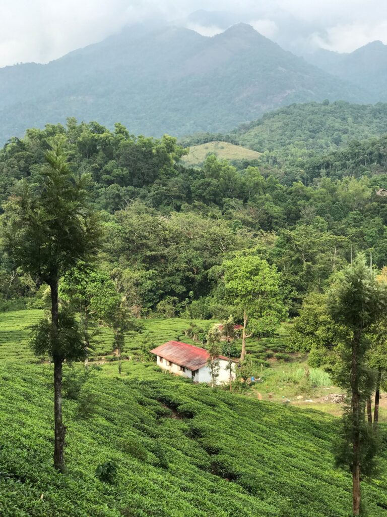 A picturesque farmhouse in Wayanad, India surrounded by lush greenery and rolling hills.