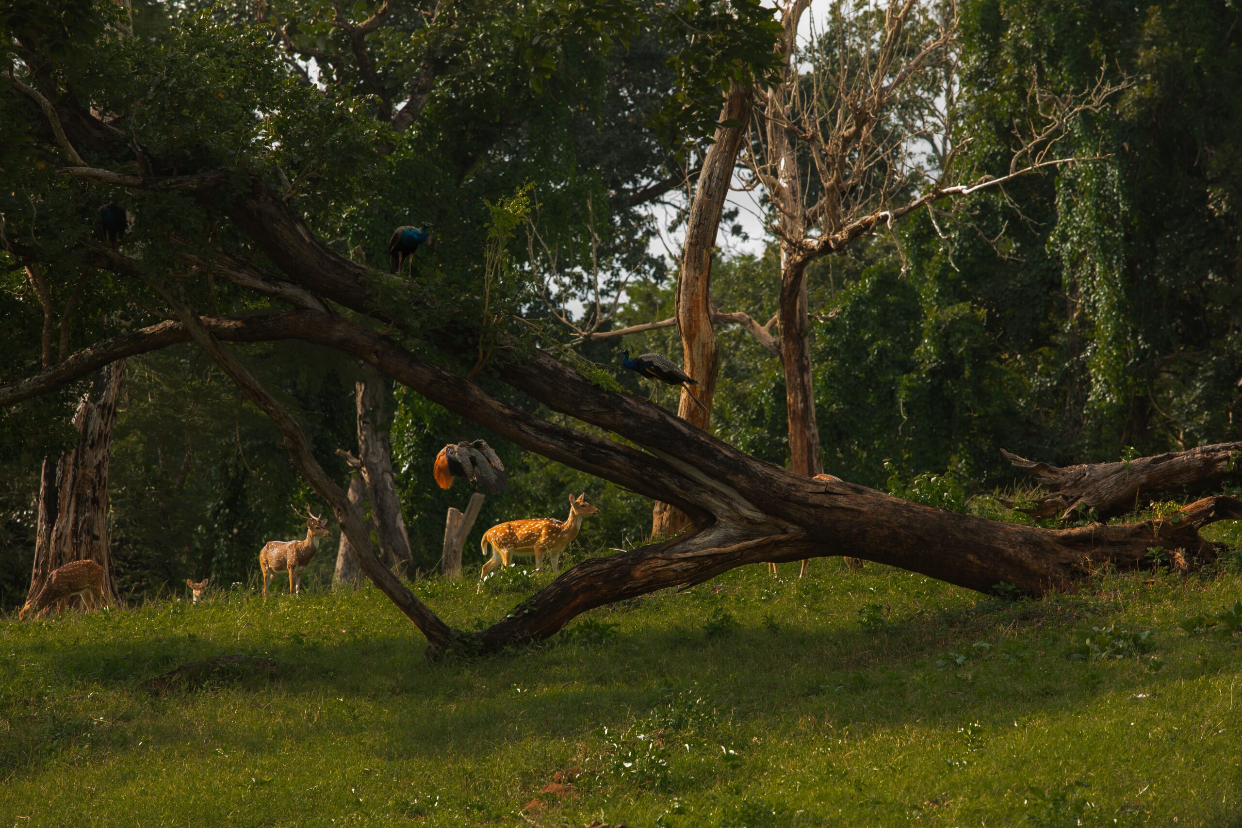 Tranquil forest view featuring deer and exotic birds under sunlight, capturing nature's serenity.
